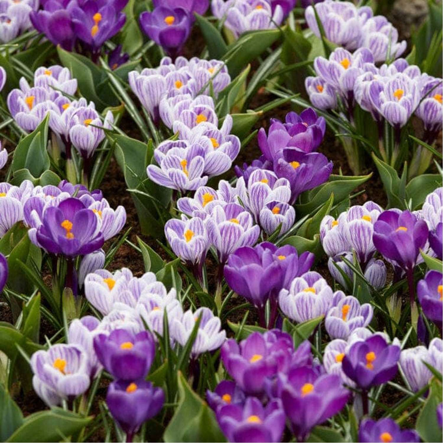 Krookussekoitus 'Spring Stripes'